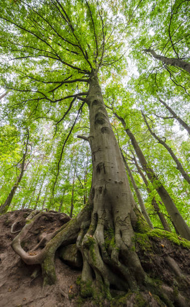 istock huge beech with open roots in an extreme wide-angle perspective 1307886725