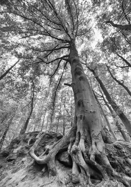 istock huge beech with open roots in extreme wide-angle perspective in black and white 1307886860