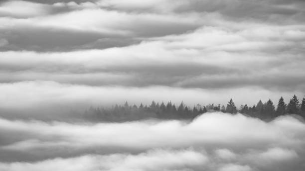 istock Row of Trees in the Mist 1307887042