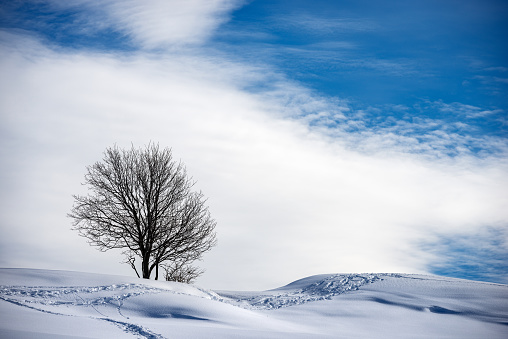 Single bare tree on snowy landscape against a blue sky with clouds. Lessinia Plateau (Altopiano della Lessinia), Regional Natural Park, Verona Province, Veneto, Italy, Europe.