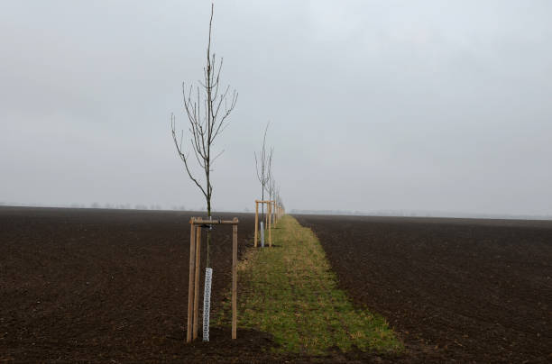 istock ash, bark, bio, bite, boar, cloudy, colour, community, connection, corridor, cover, damage, deer, european, excelsior, field, forest, fraxinus, happening, hare, landscape, landscaping, lawn, meadow, mesh, mulching, net, new, orchard, painting, path, plant 1307889326