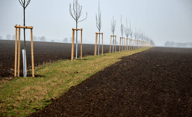 ash, bark, bio, bite, boar, cloudy, colour, community, connection, corridor, cover, damage, deer, european, excelsior, field, forest, fraxinus, happening, hare, landscape, landscaping, lawn, meadow, mesh, mulching, net, new, orchard, painting, path, plant