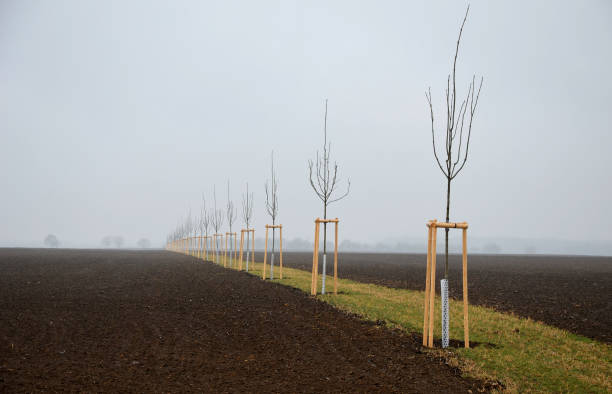 istock ash, bark, bio, bite, boar, cloudy, colour, community, connection, corridor, cover, damage, deer, european, excelsior, field, forest, fraxinus, happening, hare, landscape, landscaping, lawn, meadow, mesh, mulching, net, new, orchard, painting, path, plant 1307889371