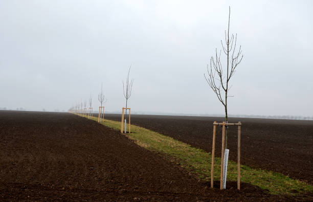 istock ash, bark, bio, bite, boar, cloudy, colour, community, connection, corridor, cover, damage, deer, european, excelsior, field, forest, fraxinus, happening, hare, landscape, landscaping, lawn, meadow, mesh, mulching, net, new, orchard, painting, path, plant 1307889438