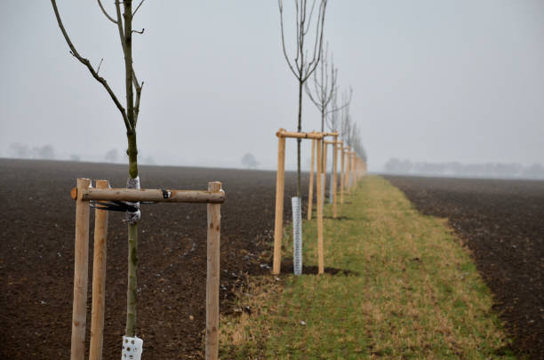 istock ash, bark, bio, bite, boar, cloudy, colour, community, connection, corridor, cover, damage, deer, european, excelsior, field, forest, fraxinus, happening, hare, landscape, landscaping, lawn, meadow, mesh, mulching, net, new, orchard, painting, path, plant 1307889500