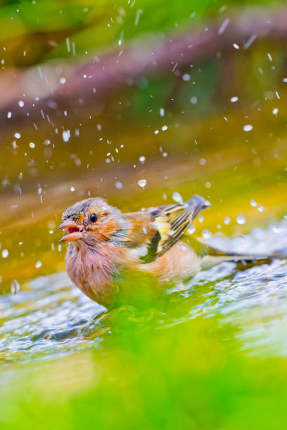 istock Chaffinch, Mediterranean Forest, Spain 1307891822