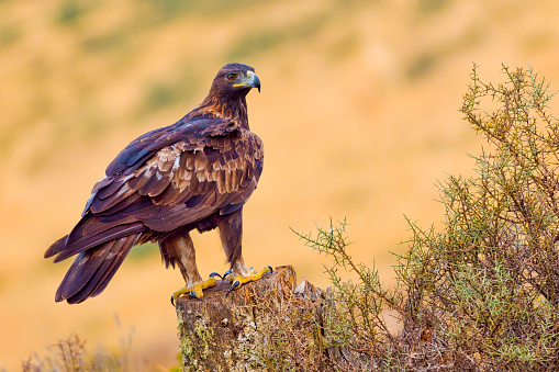 A female Golden Eagle, belonging to a nomadic eagle hunter. The eagle is used for traditional hunting in the remote Kazakh region of the Altai Mountains. It lives with the eagle hunter's family and develops a strong bond with the hunter. The eagle hunter competes in traditional festivals with his eagle to show off the hunting skills and bond between hunter and bird.