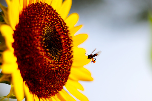 A stalk of fresh sunflower attracts a bee.