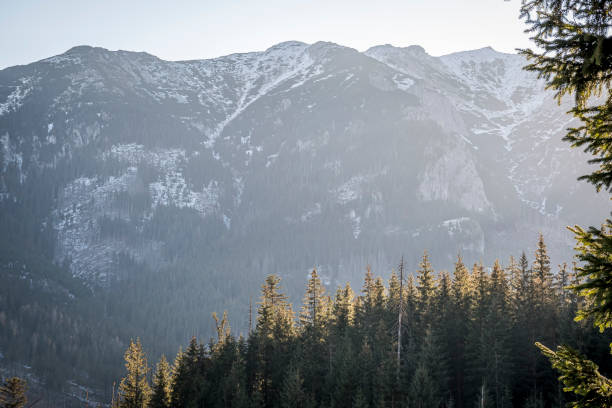 istock Coniferous forest with High Tatras in the background 1307893540
