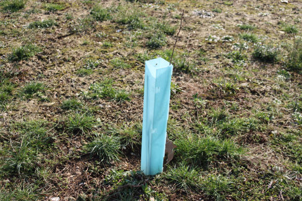 istock Newly planted Hazel trees in a plantatin supported by blue plastic tubes 1307893620