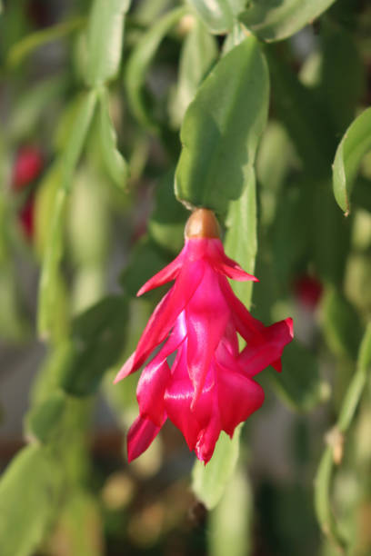 istock Christmas cactus with beautiful pink flowers 1307893688