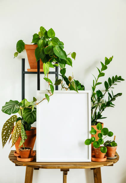 istock Different types of Home plants Mockup frame copy space on wooden table on white wall background 1307894397