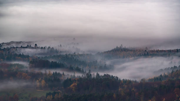 istock Misty morning in the Black Forest 1307894882