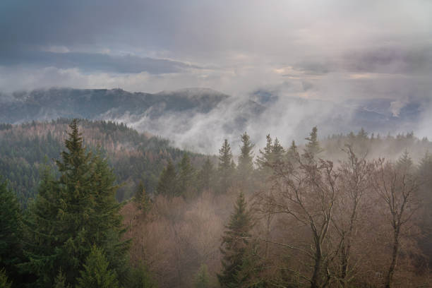 Haze rises after a rain shower in the Black Forest