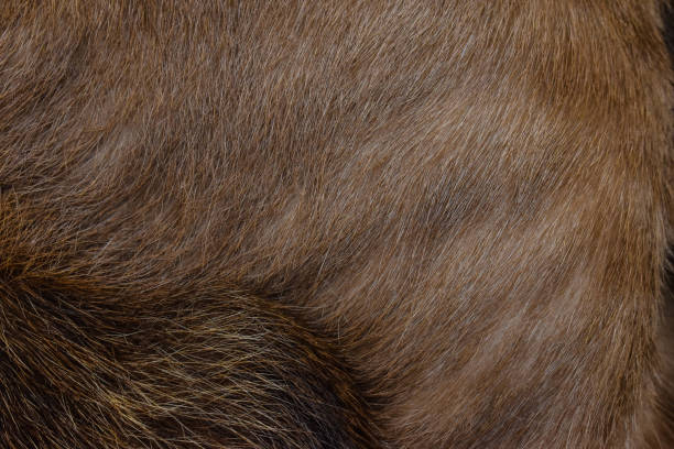 istock focus of cat hairs , cat fur texture 1307895121