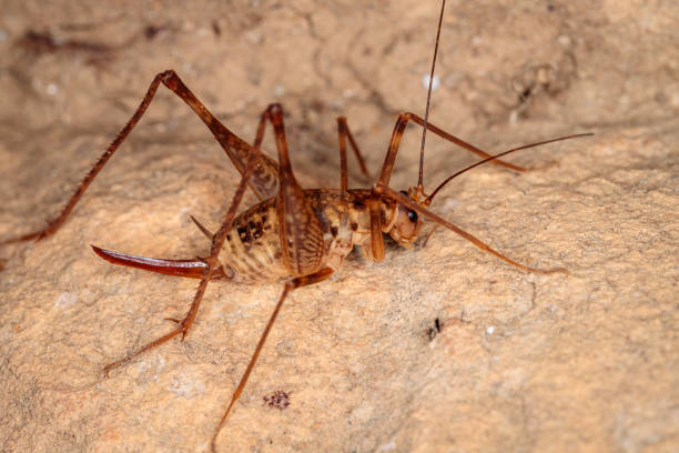 istock Cave Cricket, Kosciuszko NP, NSW, March 2021 1307895279