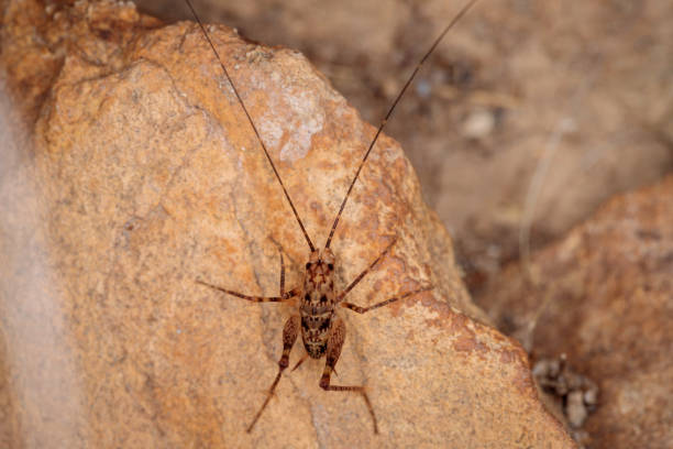 istock Cave Cricket, Kosciuszko NP, NSW, March 2021 1307895280