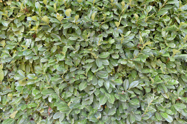istock Plant covered fence background. 1307896566