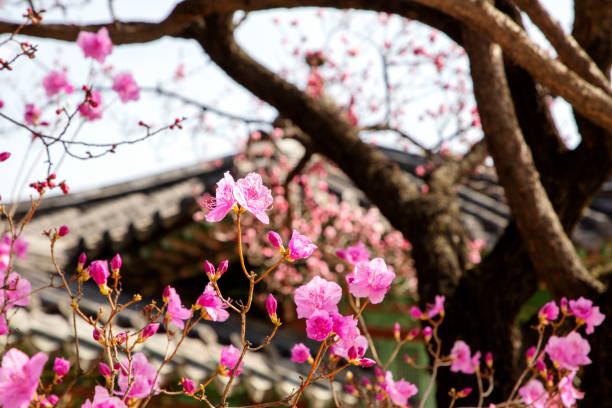 istock The spring in Changdukgung Palace 1307897285