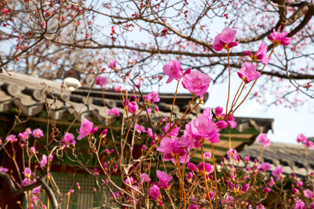 istock The spring in Changdukgung Palace 1307897417