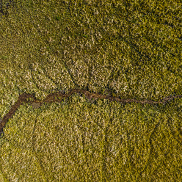 The Okavango Delta in Botswana is a very large, swampy inland delta formed where the Okavango River reaches a tectonic trough in the central part of the endorheic basin of the Kalahari.