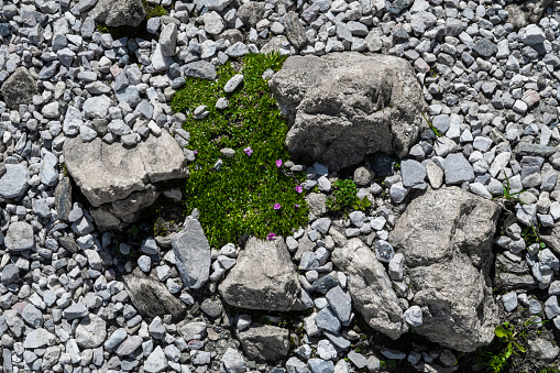 Alpine Plant With Purple Blossoms Between Rocks