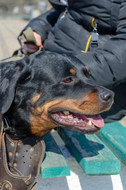 istock Portrait of a Rottweiler with the muzzle removed. 1307899135