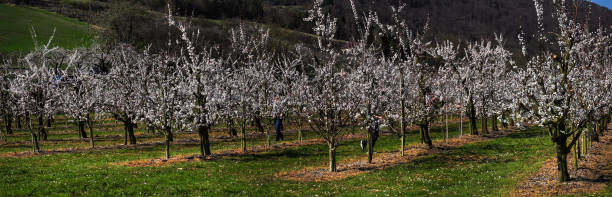 istock Wachau apricot trees 1307899207