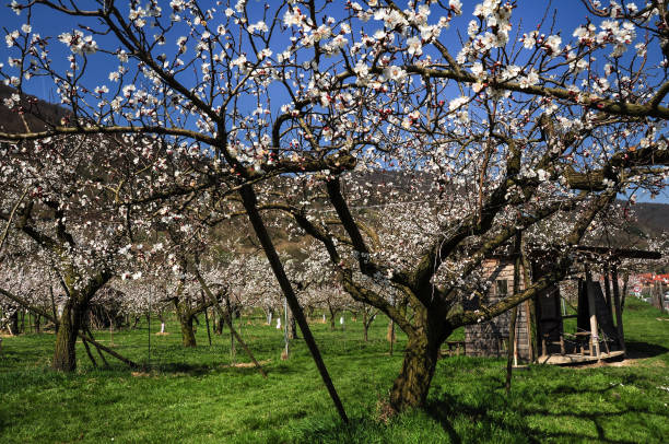 istock Wachau apricot trees 1307899456