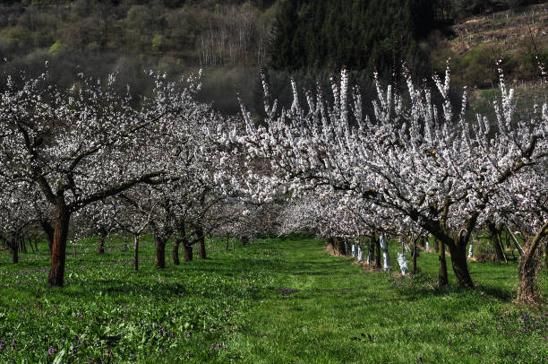 istock Wachau apricot trees 1307899671