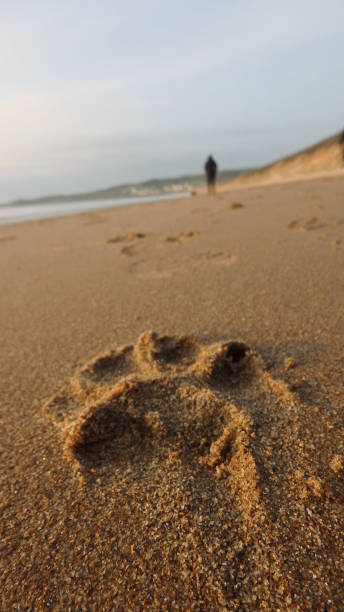 plaża paw print - dog paw print beach footprint zdjęcia i obrazy z banku zdjęć