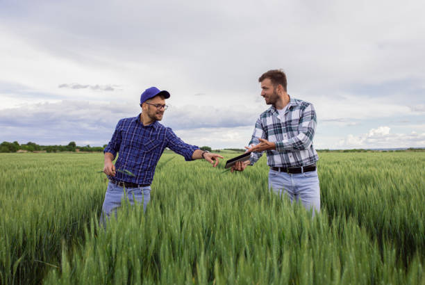 istock Two farmers in green wheat field examining crop. 1307900344