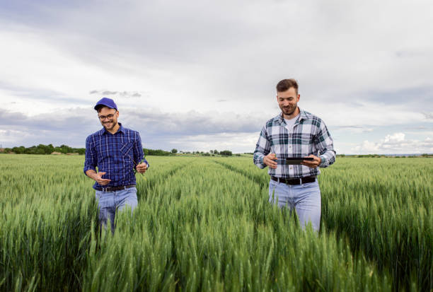 istock Two farmers in green wheat field examining crop. 1307900378