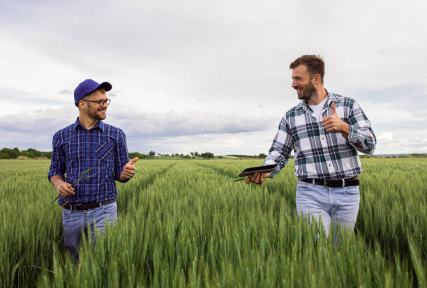 istock Two farmers in green wheat field examining crop. 1307900380