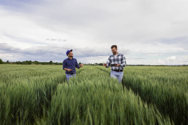 istock Two farmers in green wheat field examining crop. 1307900382