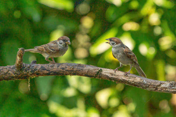 Two detailed sparrows, seen from the front, sit on a long branch. One bird talks to the other sparrow. With a blurry green and yellow background