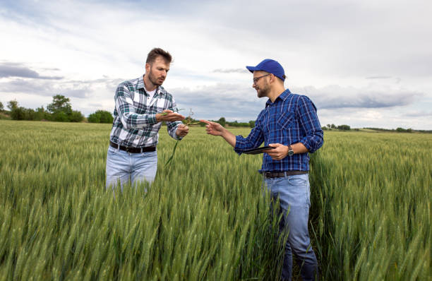 istock Two farmers in green wheat field examining crop. 1307900501