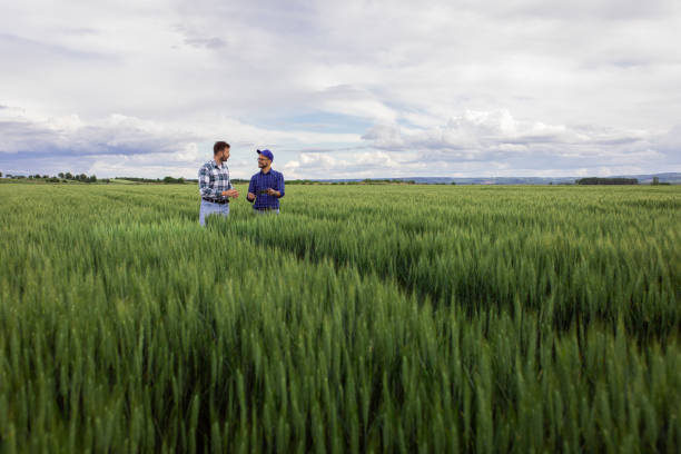 istock Two farmers in green wheat field examining crop. 1307900526