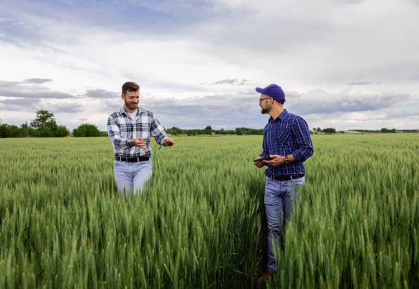 istock Two farmers in green wheat field examining crop. 1307900620