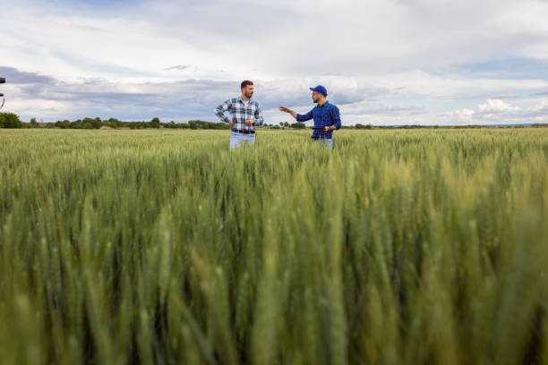 istock Two farmers in green wheat field examining crop. 1307900736