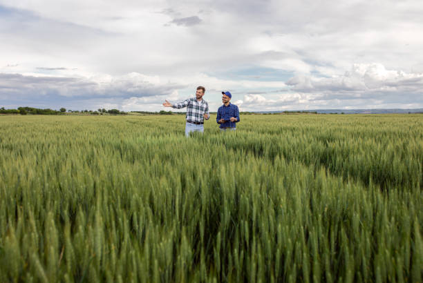 istock Two farmers in green wheat field examining crop. 1307900738