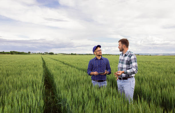 istock Two farmers in green wheat field examining crop. 1307900906