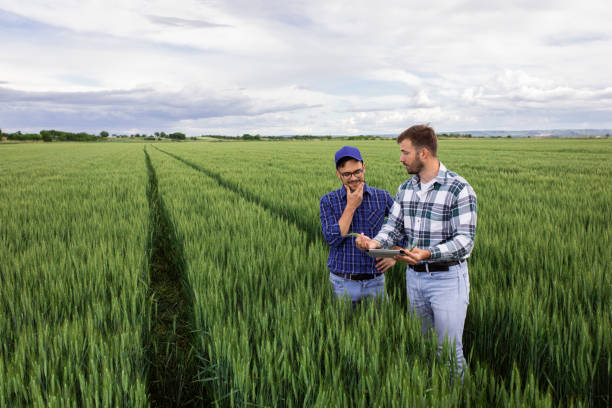 istock Two farmers in green wheat field examining crop. 1307900910