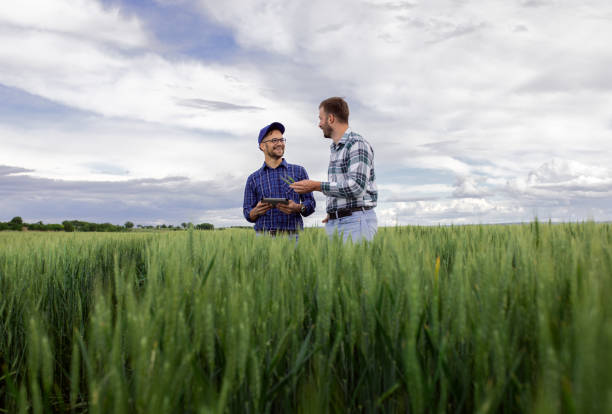 istock Two farmers in green wheat field examining crop. 1307900966