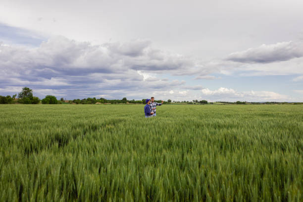 istock Two farmers in green wheat field examining crop. 1307901587