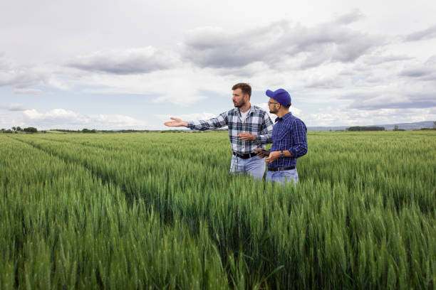 istock Two farmers in green wheat field examining crop. 1307902064