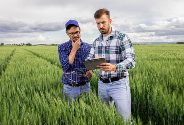 istock Two farmers in green wheat field examining crop. 1307902159