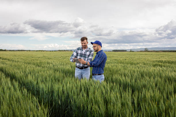 istock Two farmers in green wheat field examining crop. 1307902166