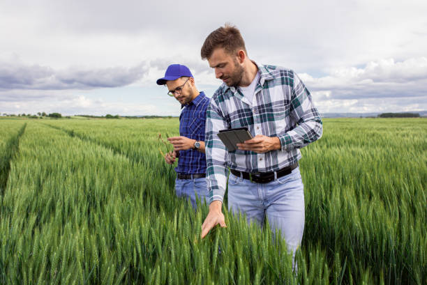 istock Two farmers in green wheat field examining crop. 1307902174