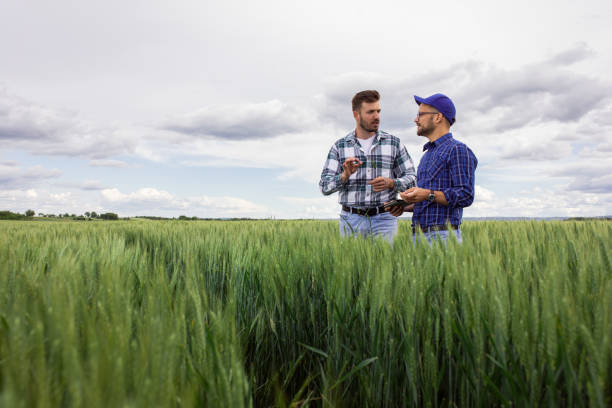 istock Two farmers in green wheat field examining crop. 1307902349
